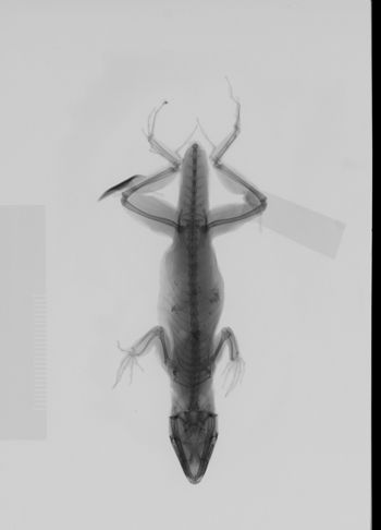 Media type: image; Herpetology R-71572